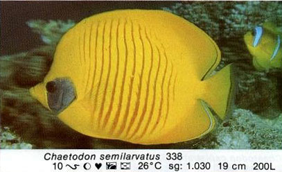 Chaetodon semilarvatus